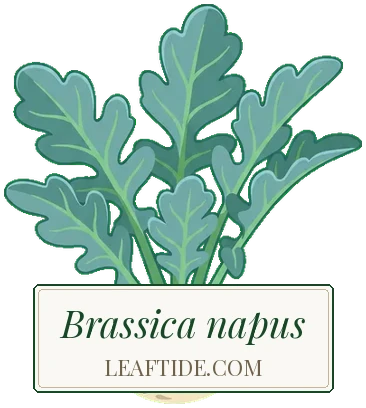 Brassica napus