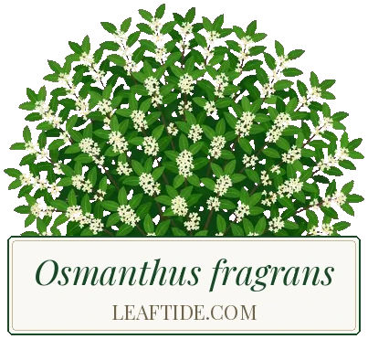 Osmanthus fragrans