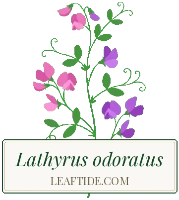 Lathyrus odoratus
