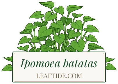 Ipomoea batatas