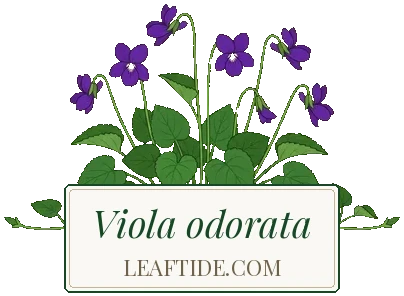Viola odorata