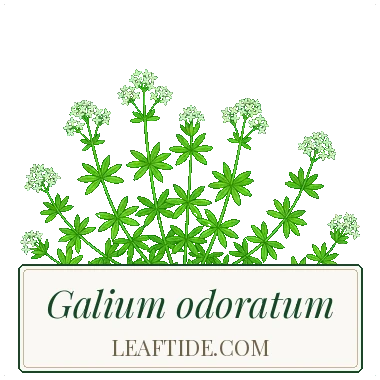 Galium odoratum