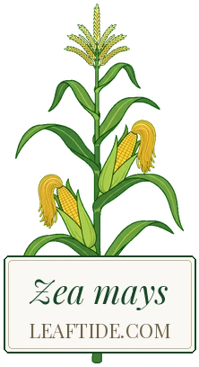 Zea mays
