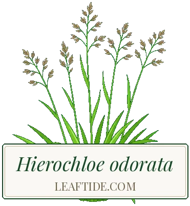 Hierochloe odorata