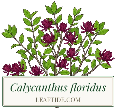 Calycanthus floridus