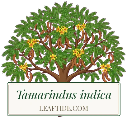 Tamarindus indica