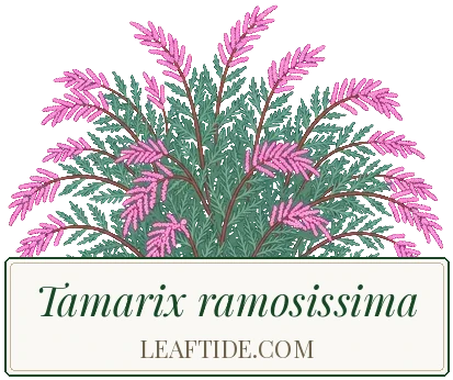 Tamarix ramosissima