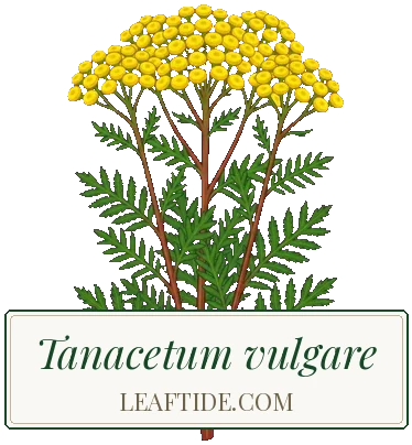 Tanacetum vulgare
