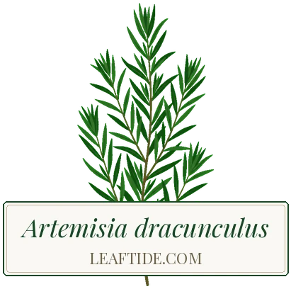 Artemisia dracunculus