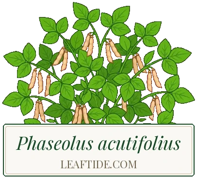 Phaseolus acutifolius