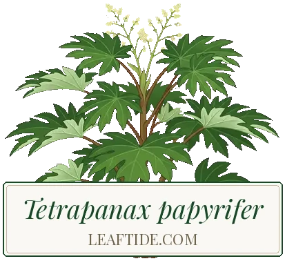Tetrapanax papyrifer