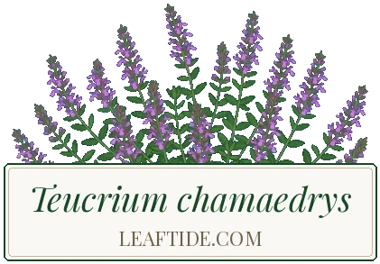 Teucrium chamaedrys