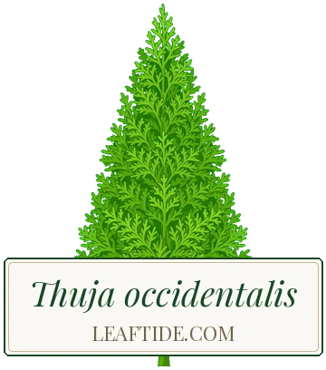 Thuja occidentalis