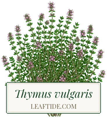 Thymus vulgaris