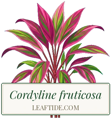 Cordyline fruticosa