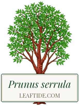 Prunus serrula