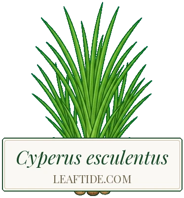 Cyperus esculentus