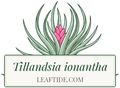 Tillandsia ionantha