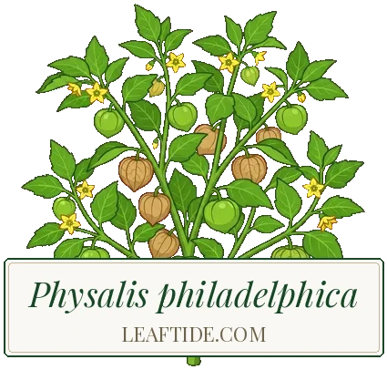 Physalis philadelphica