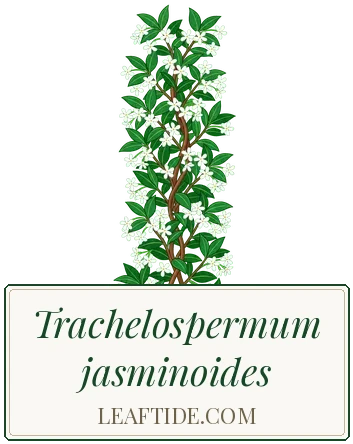 Trachelospermum jasminoides