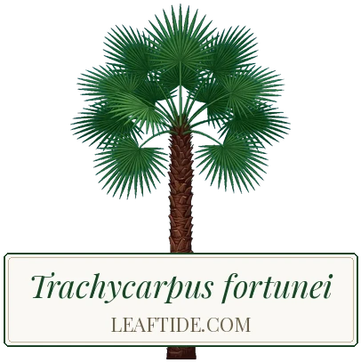 Trachycarpus fortunei