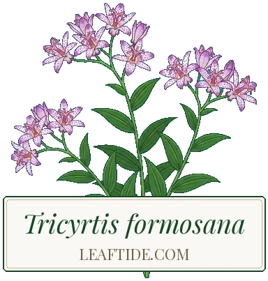 Tricyrtis formosana