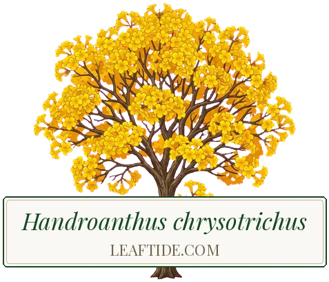 Handroanthus chrysotrichus