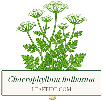 Chaerophyllum bulbosum