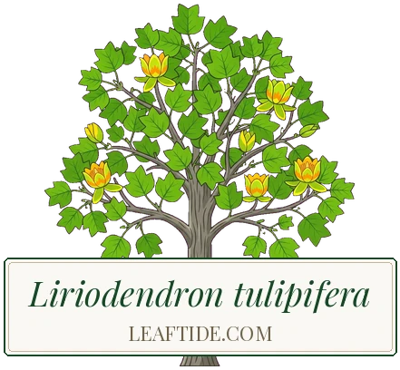 Liriodendron tulipifera