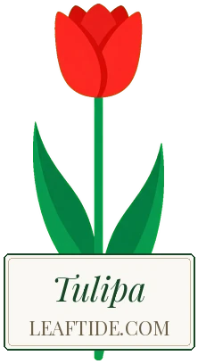 Tulipa
