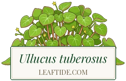 Ullucus tuberosus