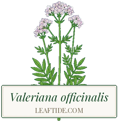 Valeriana officinalis