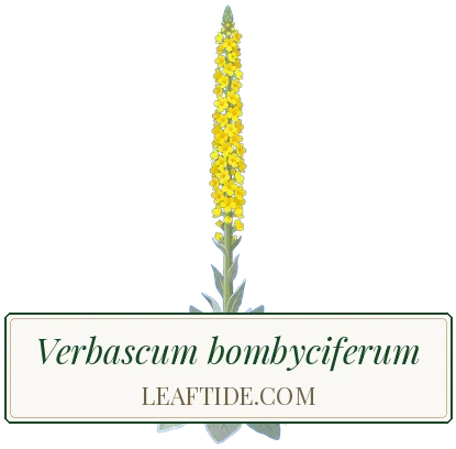 Verbascum bombyciferum