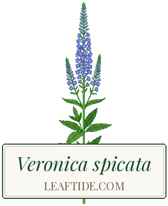Veronica spicata
