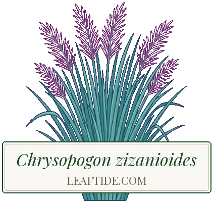 Chrysopogon zizanioides