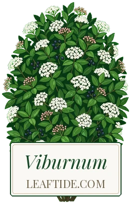 Viburnum