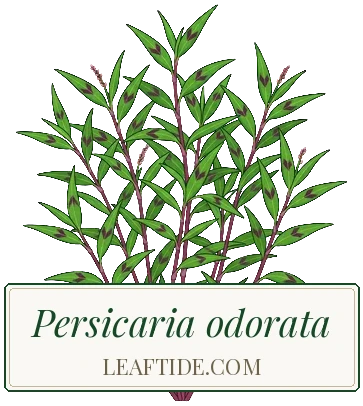 Persicaria odorata