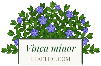 Vinca minor