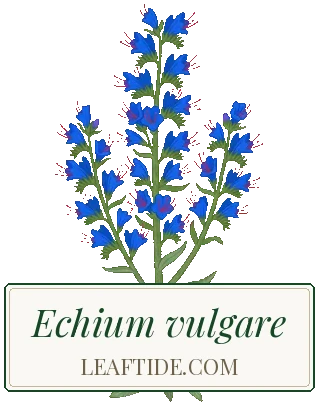 Echium vulgare