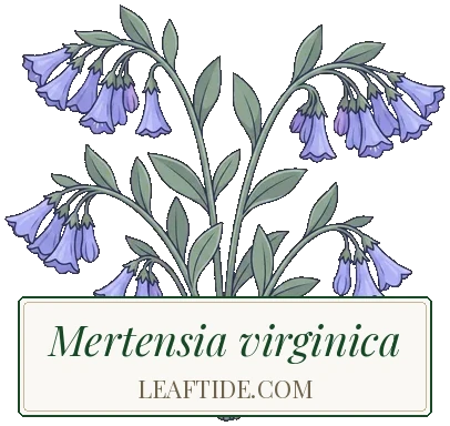 Mertensia virginica
