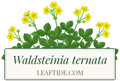 Waldsteinia ternata