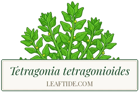 Tetragonia tetragonioides