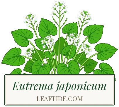 Eutrema japonicum