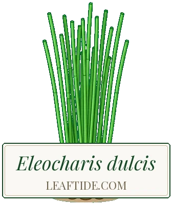 Eleocharis dulcis