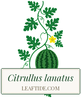Citrullus lanatus