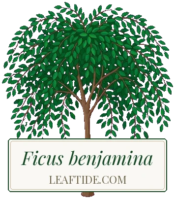Ficus benjamina