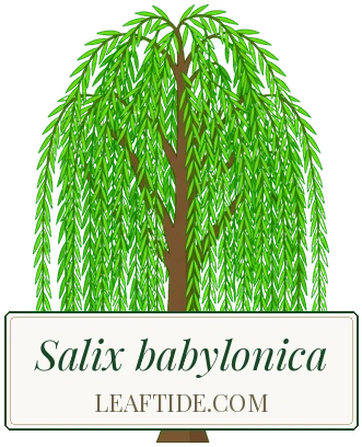 Salix babylonica