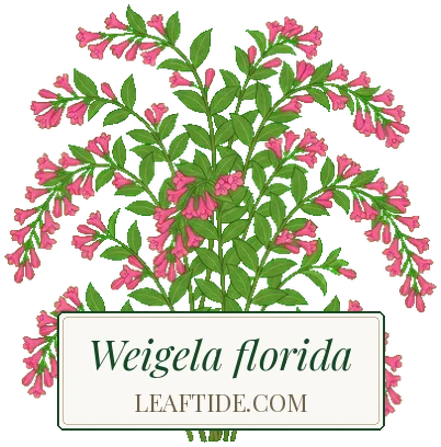 Weigela florida