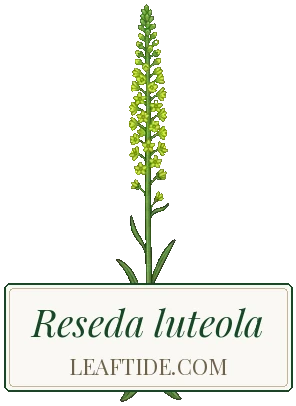 Reseda luteola