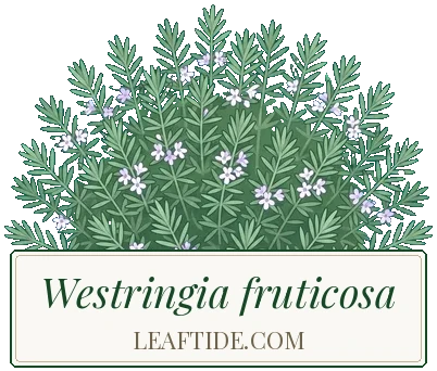 Westringia fruticosa